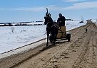 Standardbred - Horse for Sale in Sebeka, MN 56477 Standardbred - Horse for Sale in Sebeka, MN 56477