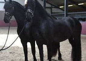 Friesian (Friesian, Mare) in Fort Lauderdale, FL