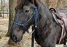 Tennessee Walking - Horse for Sale in Buena, NJ 08310 Tennessee Walking - Horse for Sale in Buena, NJ 08310