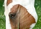 - Gelding in Lake In The Hills, IL - Gelding in Lake In The Hills, IL