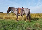 Mitt - Gelding in Saint Anthony, ID Mitt - Gelding in Saint Anthony, ID