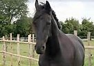 Fresian Mare Horse Friesian Mare