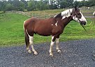 Ranger - Your Best bud/Trail Hor... Pinto Gelding