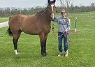 Thoroughbred - Horse for Sale in Ossian, IN 46777 Thoroughbred - Horse for Sale in Ossian, IN 46777