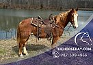 Belgian Draft - Horse for Sale in Tompkinsville, KY 42166
