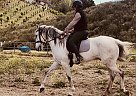 Andalusian - Horse for Sale in Fallbrook, CA 92028