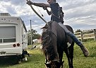 Paint - Horse for Sale in Coshocton, OH 43812