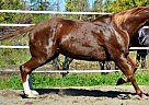 Paint - Horse for Sale in Piermont, NH 03779