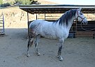 Andalusian - Horse for Sale in SYLMAR, CA 91342