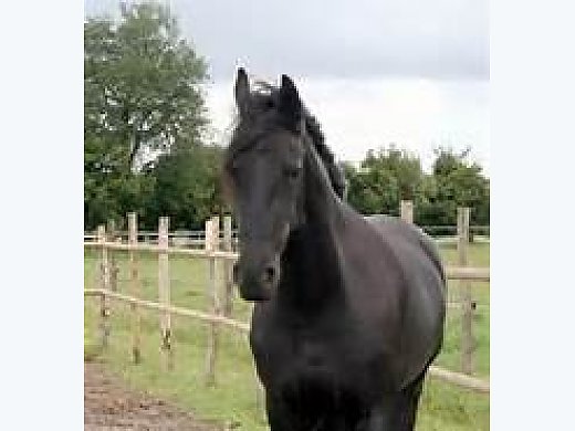 Fresian Mare Horse
