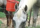 Standardbred - Horse for Sale in Reklaw, TX 75784 Standardbred - Horse for Sale in Reklaw, TX 75784