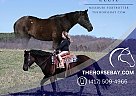 Missouri Fox Trotter - Horse for Sale in Jamestown, KY 42629