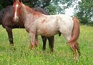 Tennessee Walking - Horse for Sale in Stewart, TN 37175