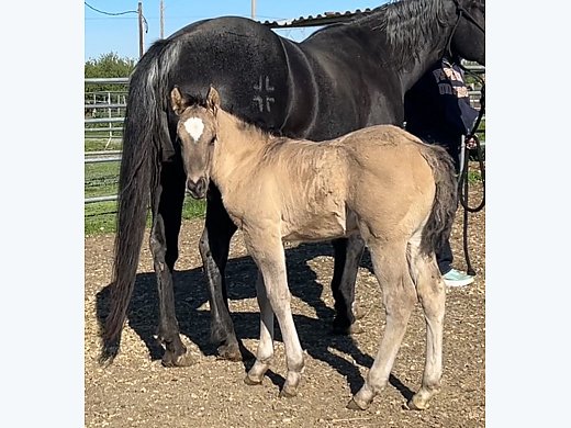 Grulla/EE Stallion Prospect