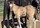 Quarter Horse - Horse for Sale in Woodland, CA 95695