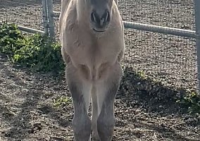 Quarter Horse (Quarter Horse, Stallion) in Woodland, CA