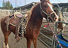 Quarter Horse - Horse for Sale in Los Angeles, CA 91311