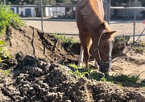 Quarter Horse (Quarter Horse, Stallion) in Los Angeles, CA