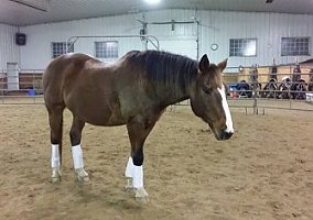 Horse for Lease Oldenburg Gelding