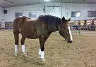 Horse for Lease Oldenburg Gelding
