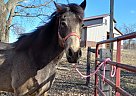 Quarter Horse - Horse for Sale in Danville, IL 61814