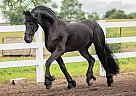 Friesian - Horse for Sale in Decorah, IA 52101