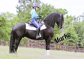 Friesian (Friesian, Stallion) in Decorah, IA