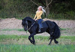 Friesian (Friesian, Stallion) in Decorah, IA