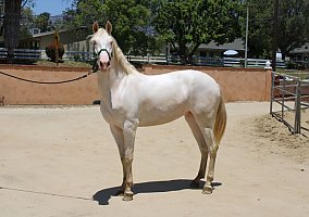 Andalusian / PRE