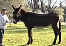 Donkey - Horse for Sale in Grass Valley, CA 95949