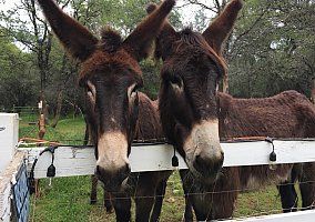 Donkey (Donkey, Gelding) in Grass Valley, CA