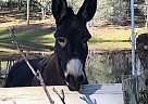 Donkey - Horse for Sale in Grass Valley, CA 95949