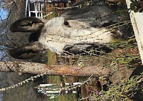 Donkey (Donkey, Gelding) in Grass Valley, CA