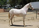 Andalusian - Horse for Sale in SYLMAR, CA 91342
