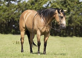 Quarter Horse (Quarter Horse, Gelding) in Louisville, KY