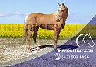Saddlebred - Horse for Sale in Huntingdon, TN 38344
