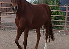 Peruvian Paso - Horse for Sale in Scottsdale, AZ 85262