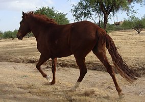 Peruvian Horse (Peruvian Horse, Gelding) in Scottsdale, AZ