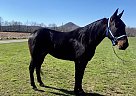 Chevy - Gelding in Philadelphia, TN Chevy - Gelding in Philadelphia, TN