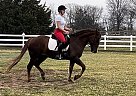 Other - Horse for Sale in Marthasville, MO 63357 Other - Horse for Sale in Marthasville, MO 63357