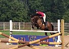 Pony - Horse for Sale in Ocala, FL 34476 Pony - Horse for Sale in Ocala, FL 34476