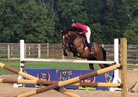 Pony (Welsh, POA, Shetland, Connemara) (Pony (Welsh, POA, Shetland, Connemara), Mare) in Ocala, FL