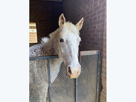 Sweetest Little Appaloosa Mare