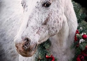 Appaloosa (Appaloosa, Mare) in Indian Trail, NC