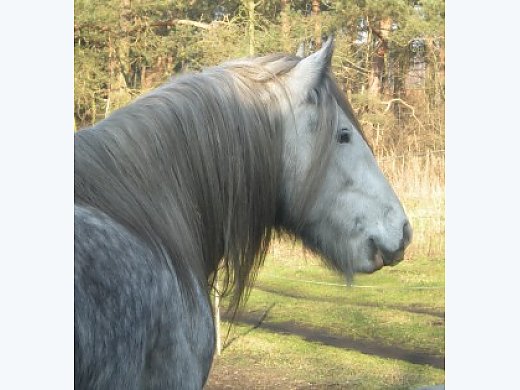 Top Class Gypsy Vanner Stallion