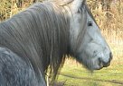 Gypsy Vanner - Horse for Sale in Brieske,  01968