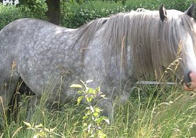 Gypsy Vanner (Gypsy Vanner, Stallion)
