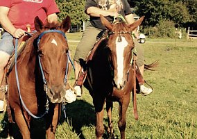 Quarter Horse (Quarter Horse, Mare) in East troy, WI