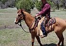 Other - Horse for Sale in Ash Fork, AZ 86320
