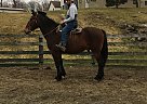Jake - Gelding in Newfoundland, NJ Jake - Gelding in Newfoundland, NJ